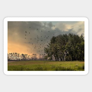 Nature sunrise with birds in flight Sticker